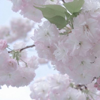 洞口福瑞交流群